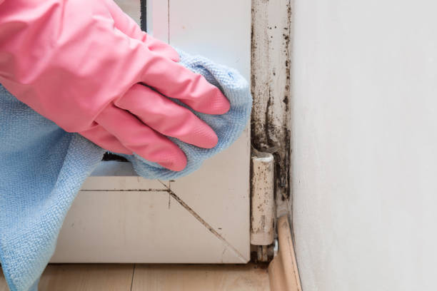 Best Residential Mold Removal  in Cedarhurst, NY